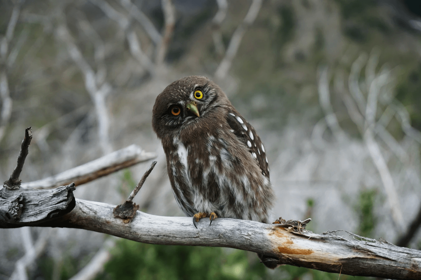 A Curious Owl