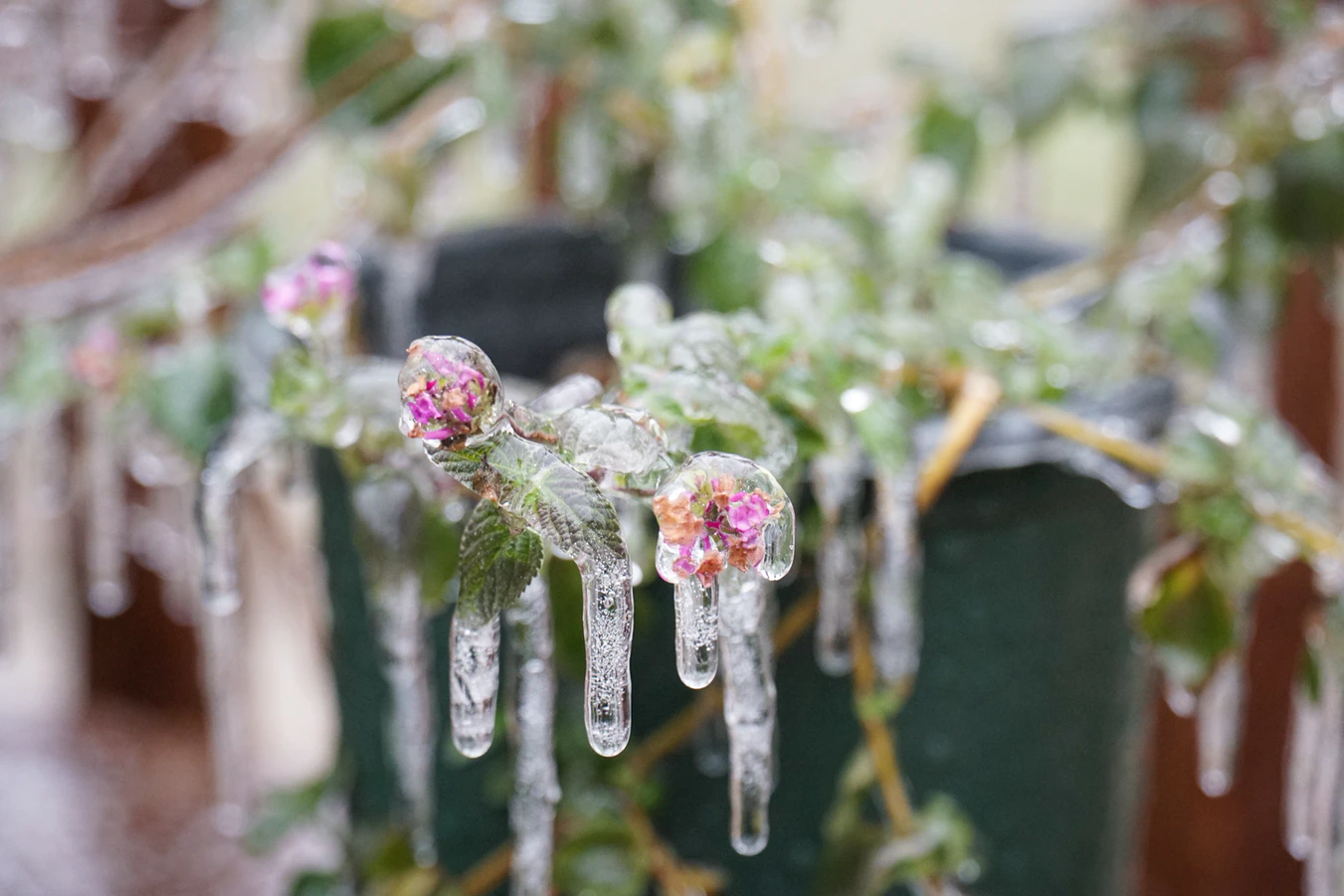 Frozen Shrub Banner for Parabol Friday Ship 240 2021-Feb-19