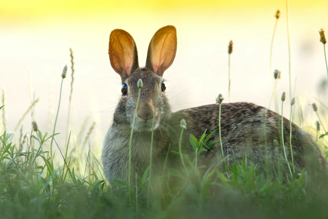 The Bunny of Listening