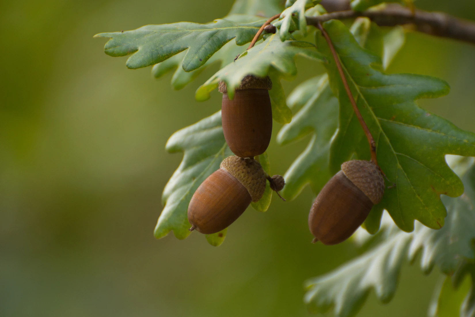 acorns-cache-metaphor