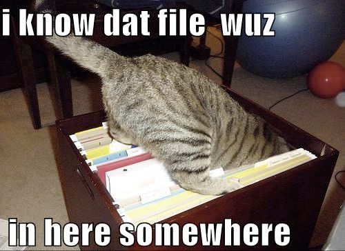 Cat diving into files in an office. 