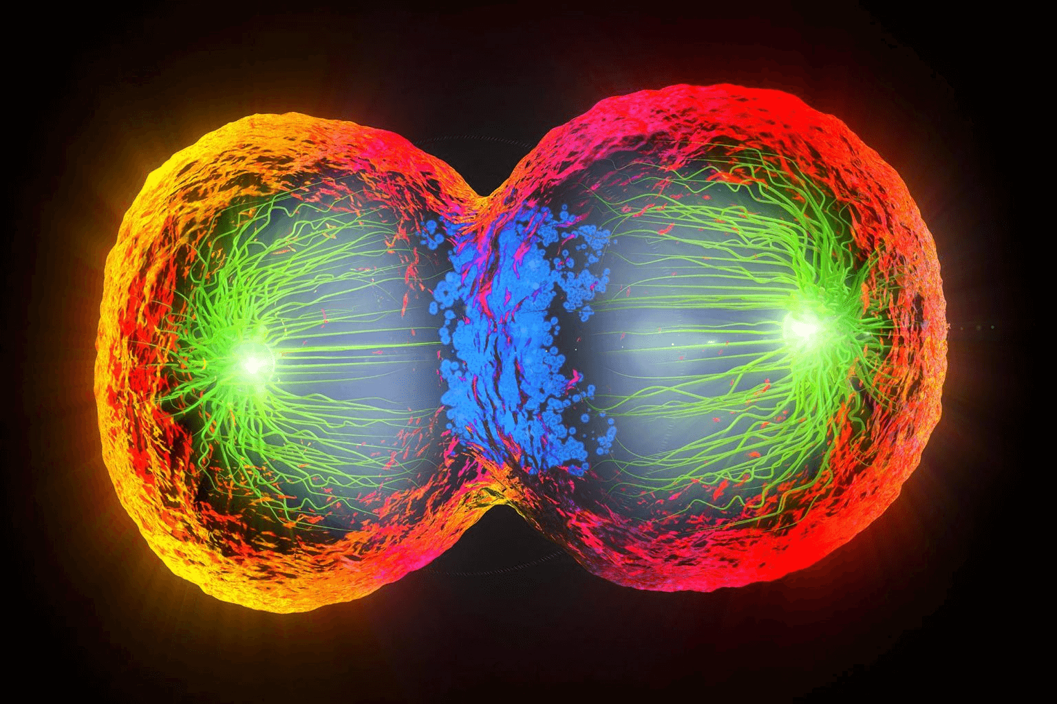 Cell division illustration as a metaphor for splitting a team