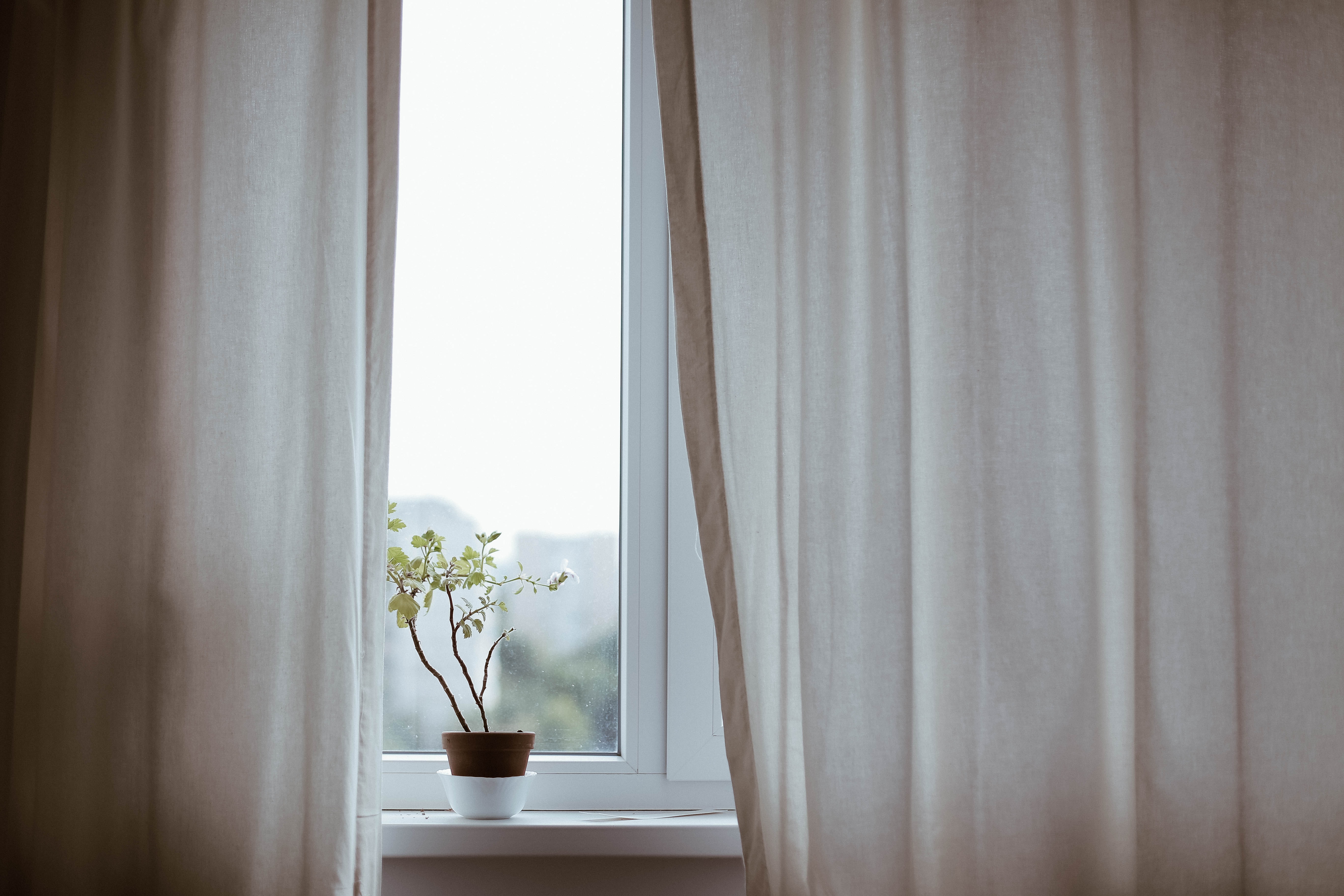 curtain with plant in window