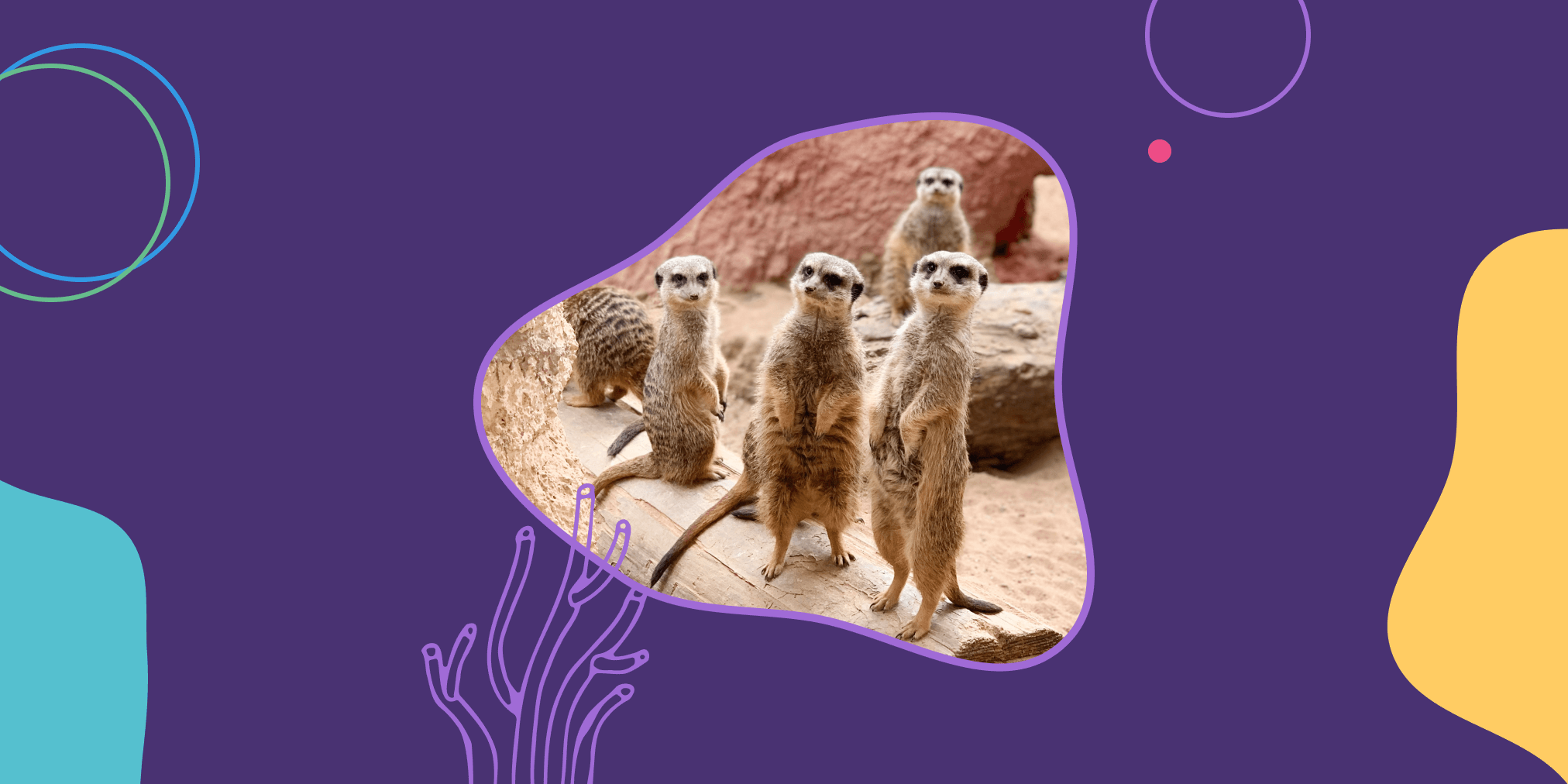 meerkats standing up as if they are in an agile standup meeting