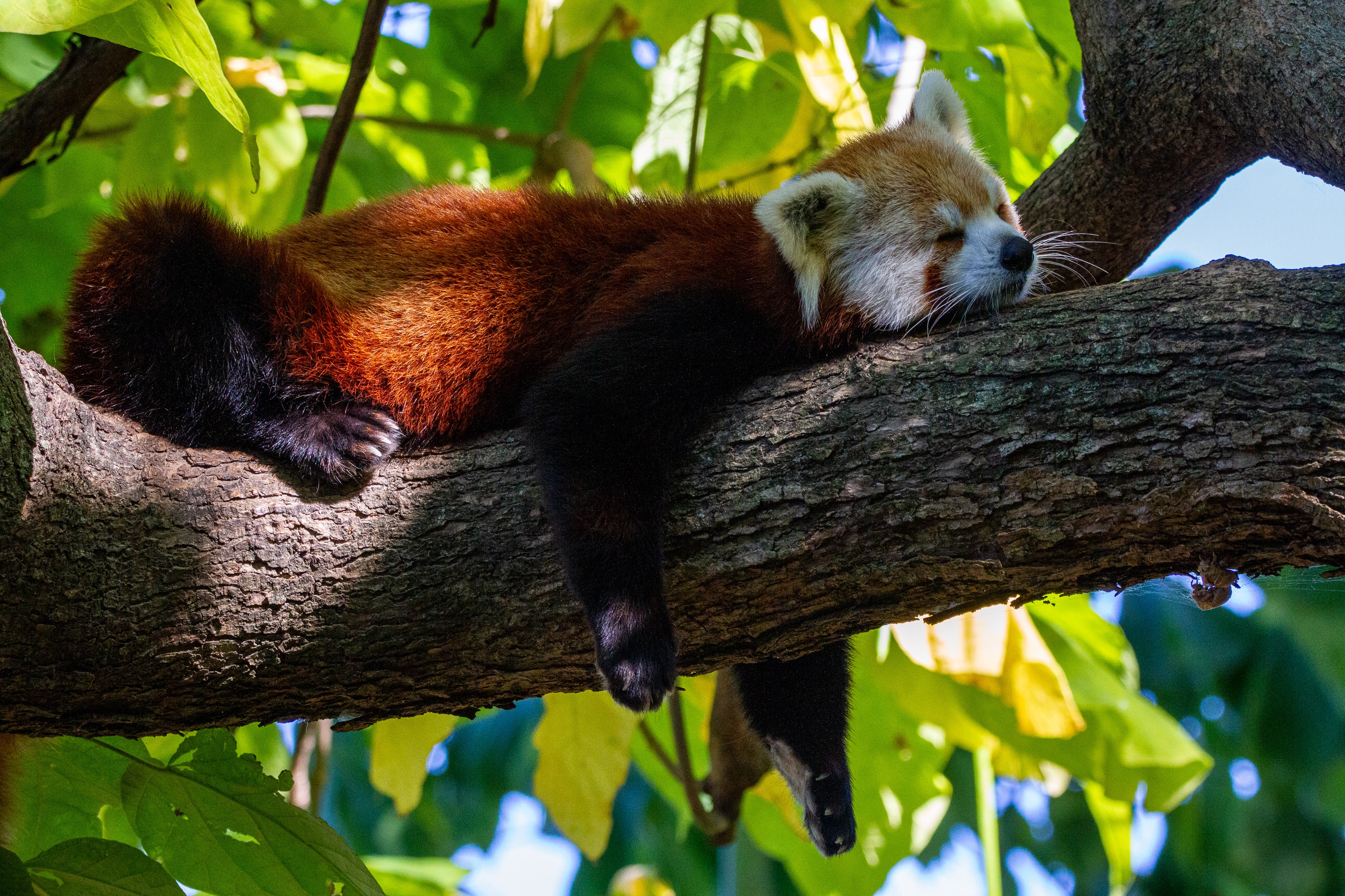 Red panda resting