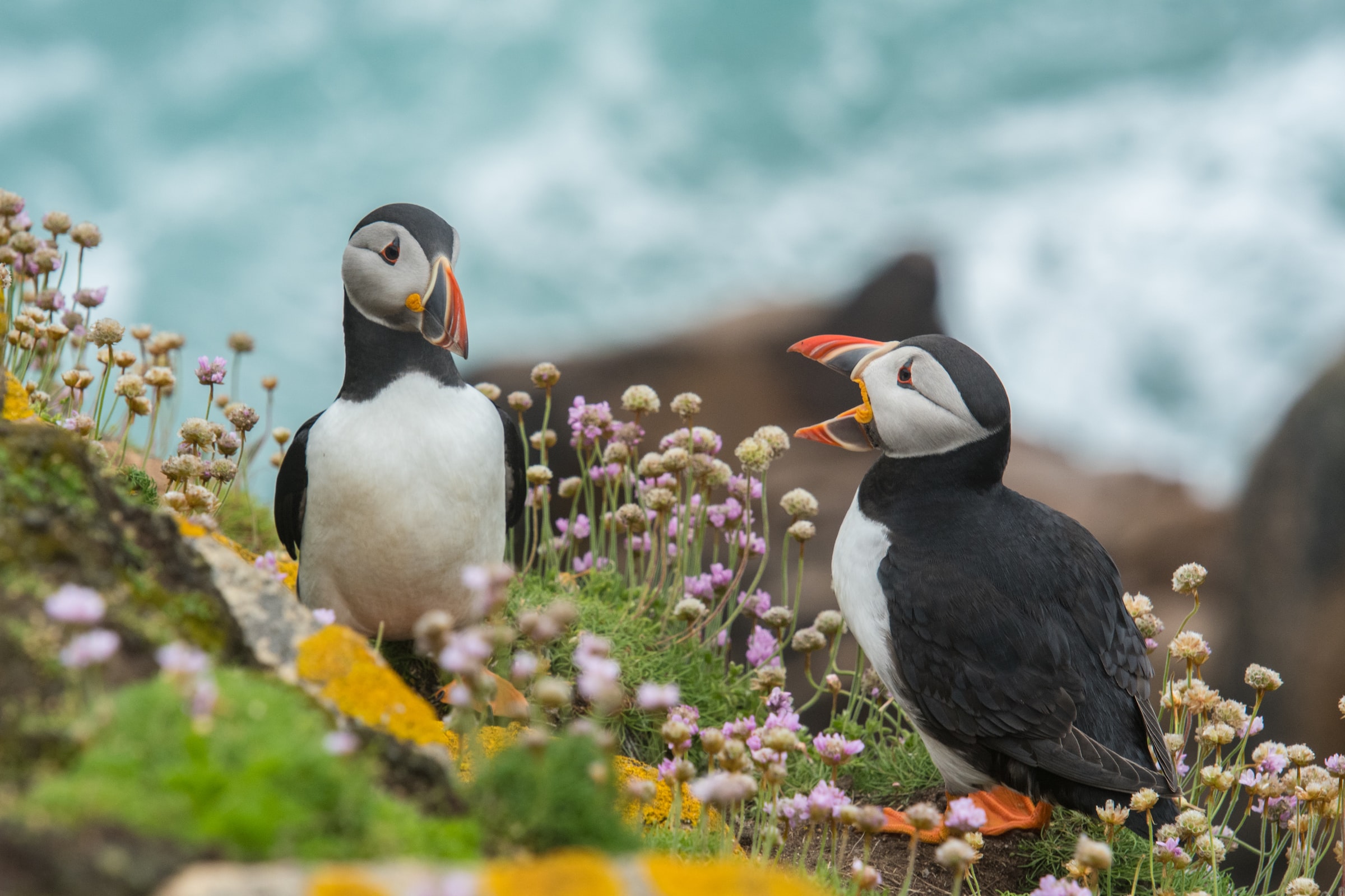 Two penguins looking like they're talking