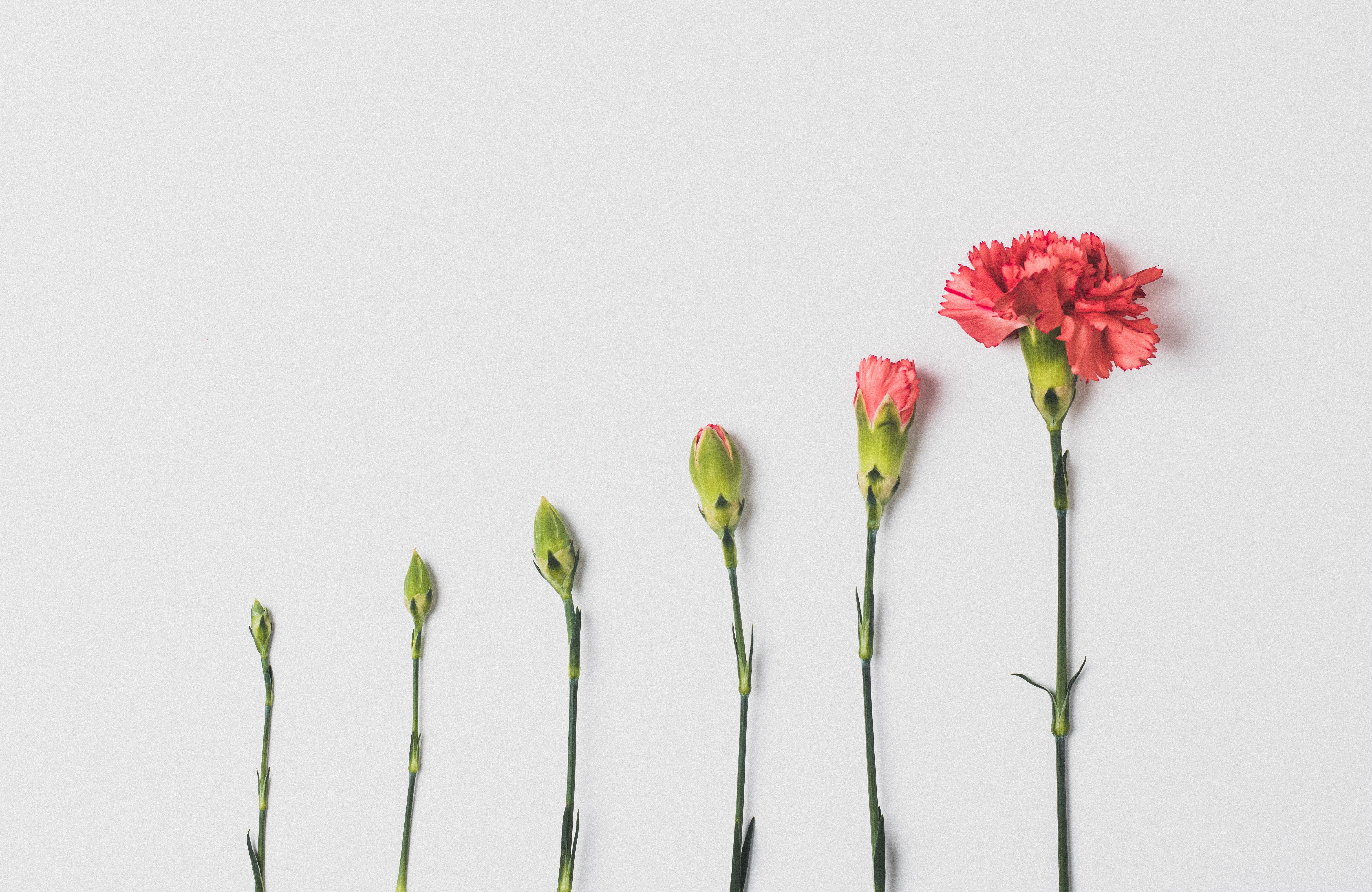 a flower in different stages of blooming