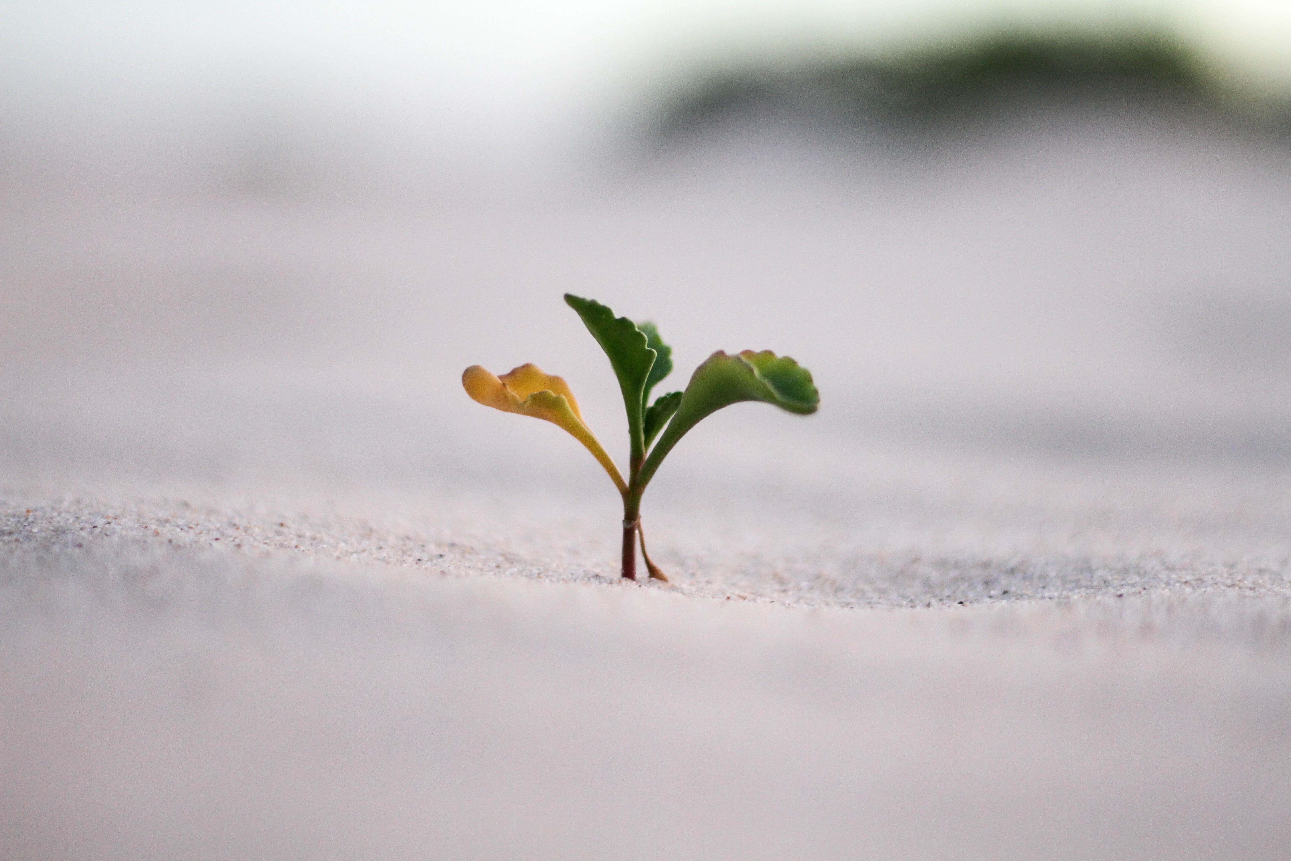 Plant rising from the concrete