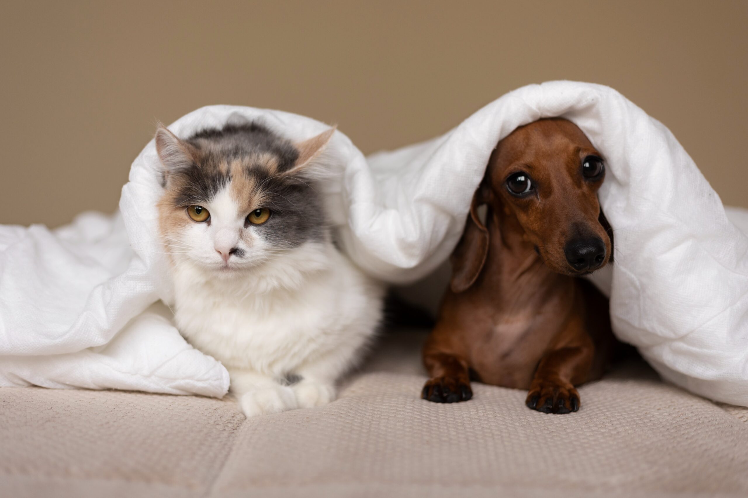 Picture of a dog and a cat under a blanket