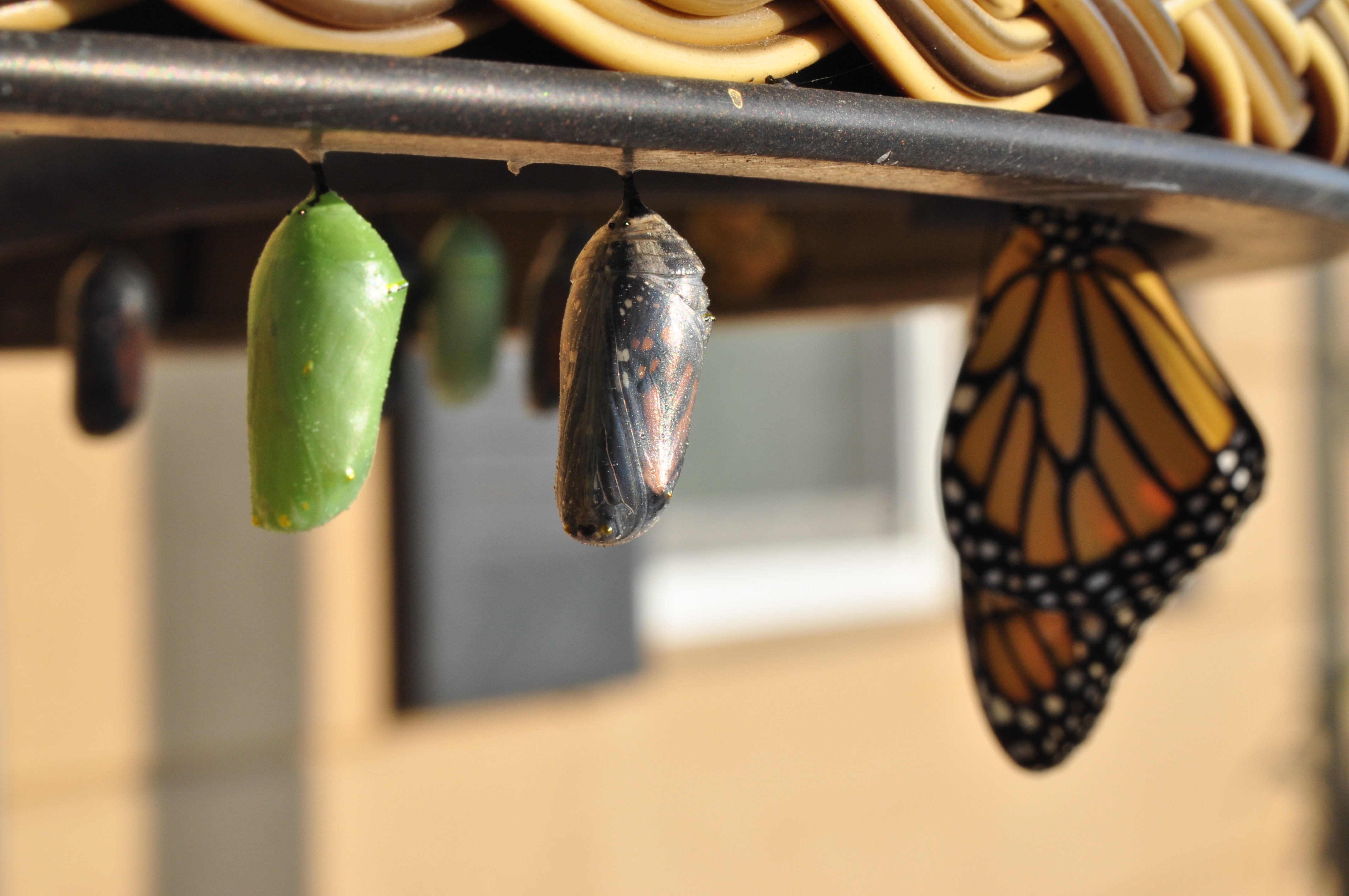 a butterfly hanging under an eave with several cocoons