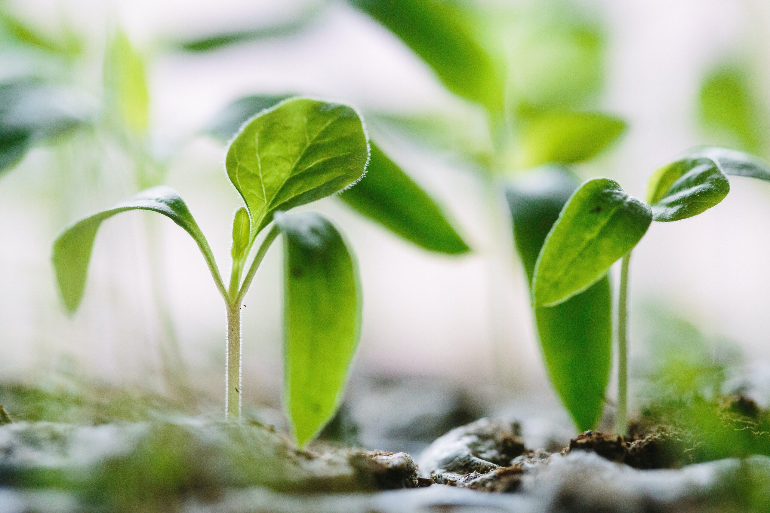 Green plants sprouting from the ground