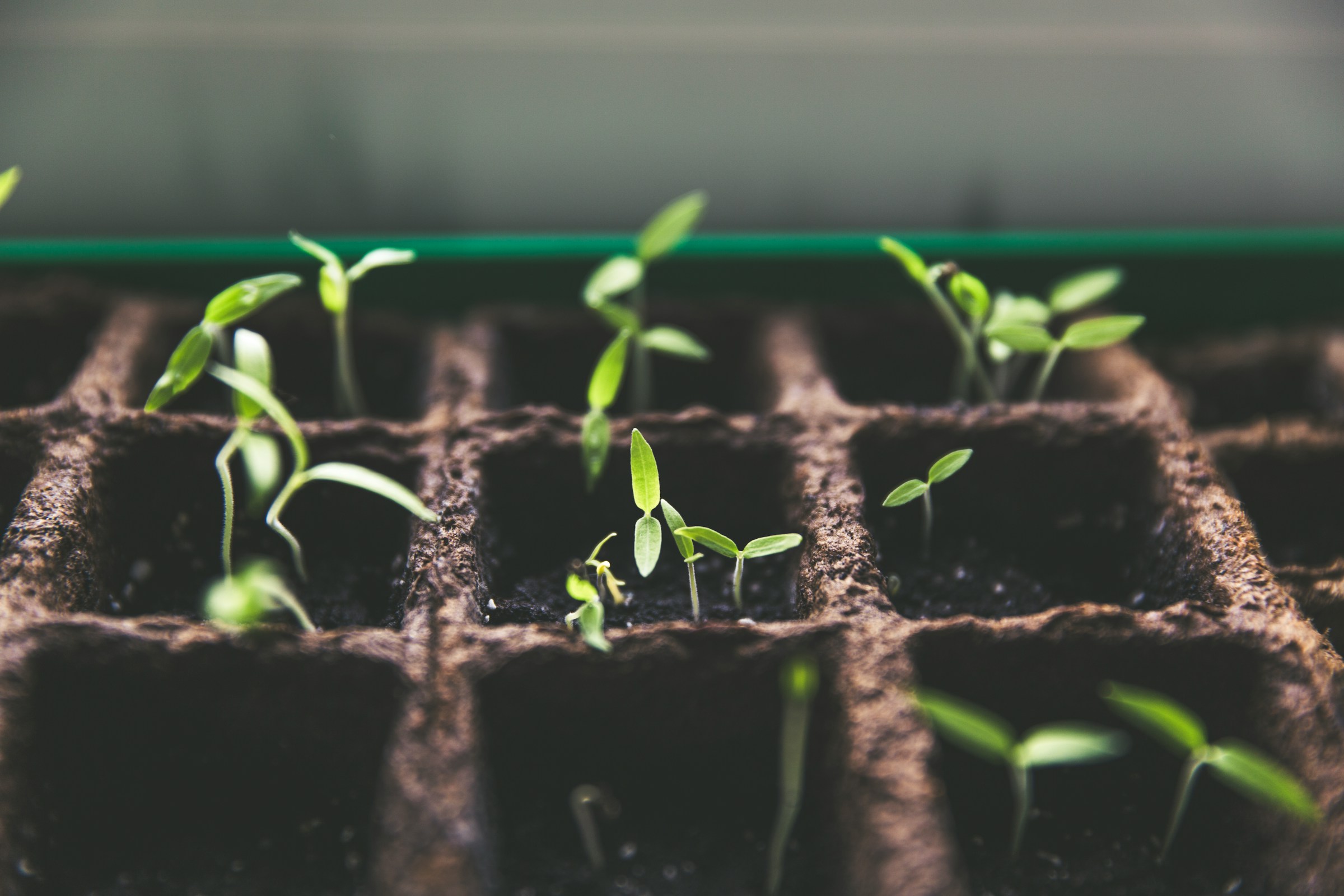 Plants growing