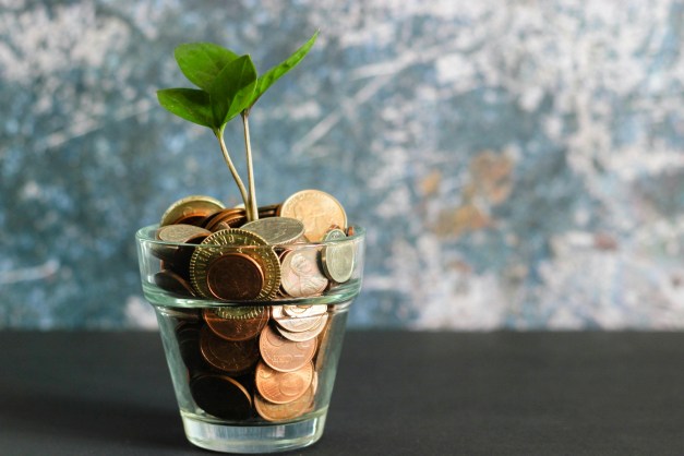 Green Plant in Vase